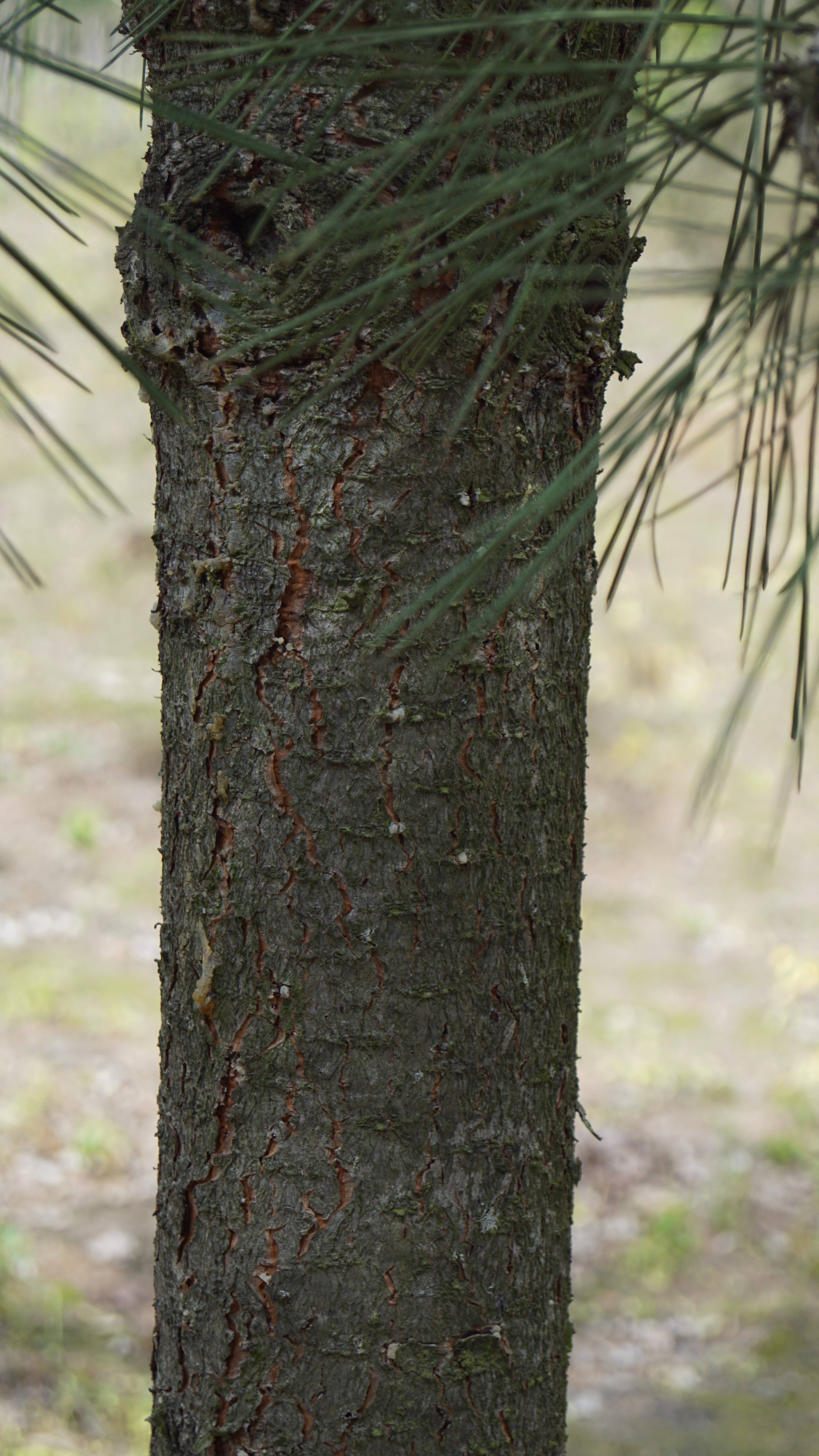 Pinus jeffreyi (2)